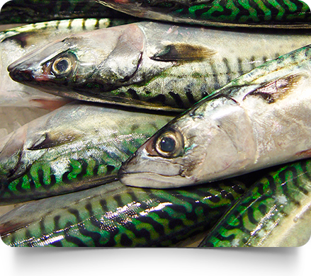 Netumar Pescados